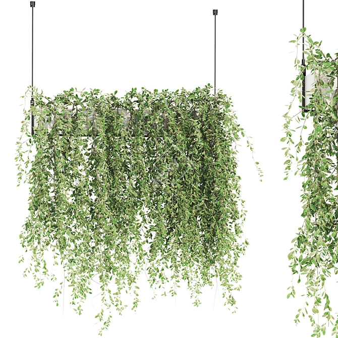Premium Ivy Plant Collection 3D model image 1
