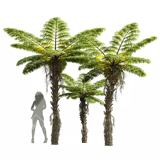 Title: Exquisite Alsophila Fern Collection 3D model image 1