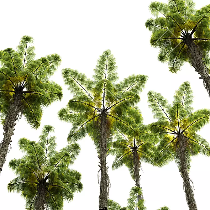 Title: Exquisite Alsophila Fern Collection 3D model image 2