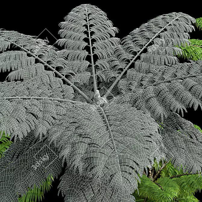 Title: Exquisite Alsophila Fern Collection 3D model image 4