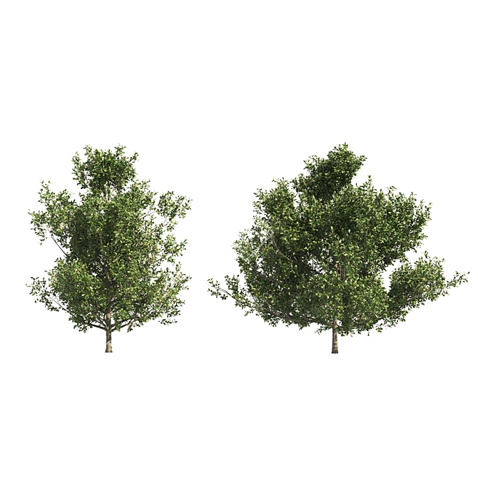 Dual Summer Oak Tree 3D Model 3D model image 3