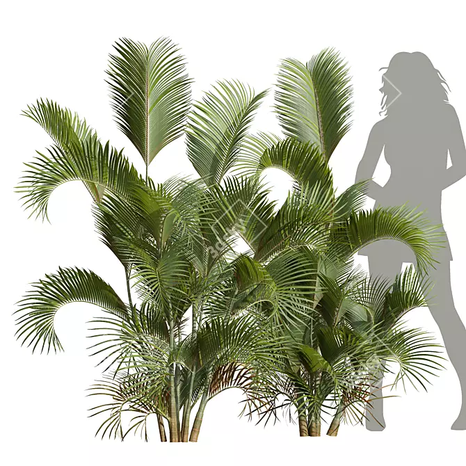Detailed Chrysalidocarpus Lutescens Mini Plant 3D model image 1