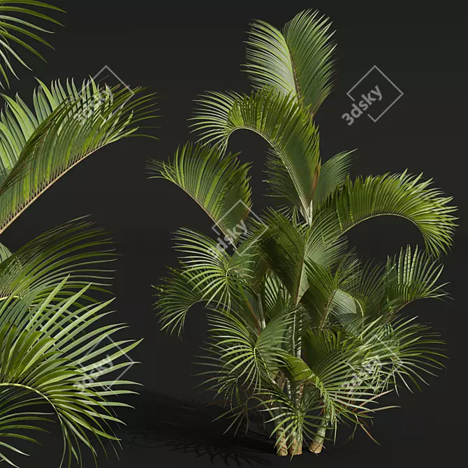 Detailed Chrysalidocarpus Lutescens Mini Plant 3D model image 2