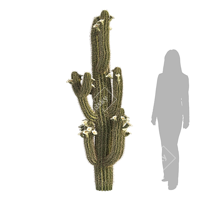 Arizona Saguaro Cactus 3D Model 3D model image 2