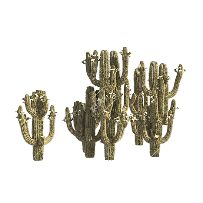 Arizona Saguaro Cactus 3D Model 3D model image 3