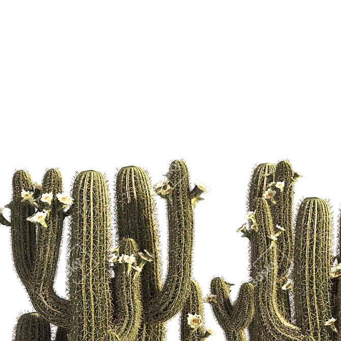 Arizona Saguaro Cactus 3D Model 3D model image 4