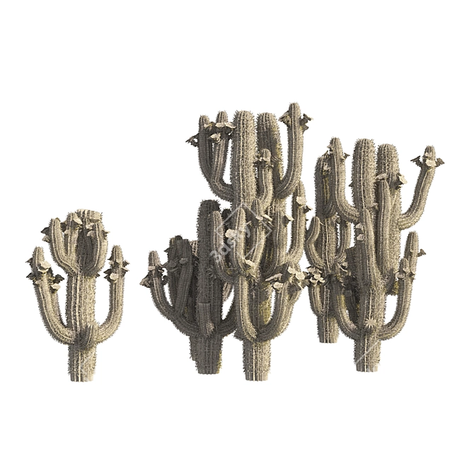 Arizona Saguaro Cactus 3D Model 3D model image 5