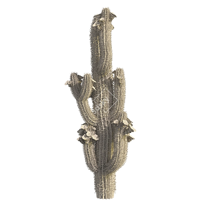 Arizona Saguaro Cactus 3D Model 3D model image 6