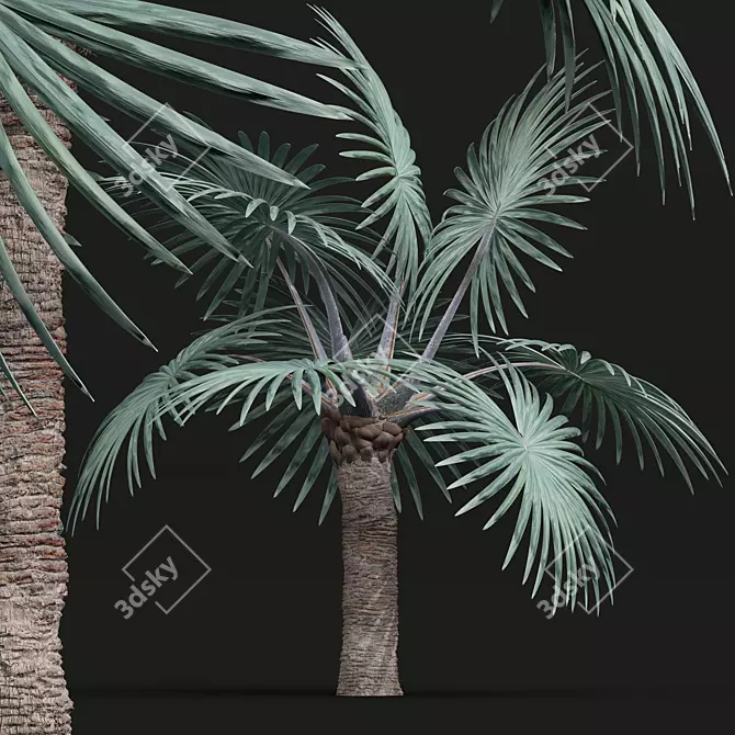 Detailed Bismarckia Nobilis Palm Models 3D model image 3