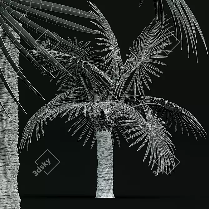 Detailed Bismarckia Nobilis Palm Models 3D model image 4
