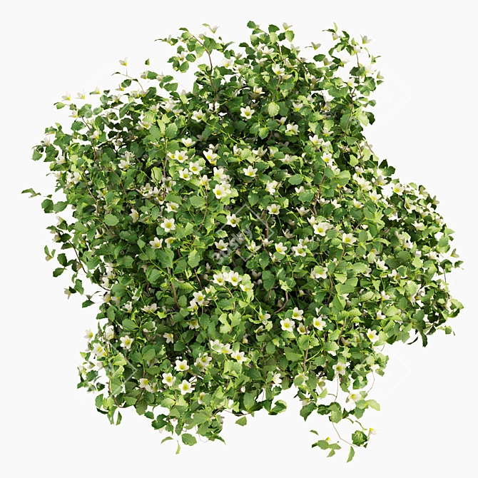 Philadelphus Bush Outdoor Plant Model 3D model image 5
