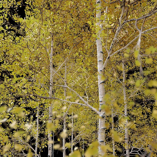 Trembling Aspen Trees Set - 02 3D model image 4