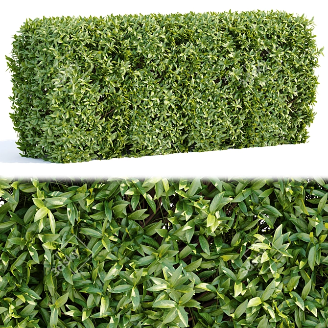 Evergreen Laurel Hedging Bushes 3D Model 3D model image 2