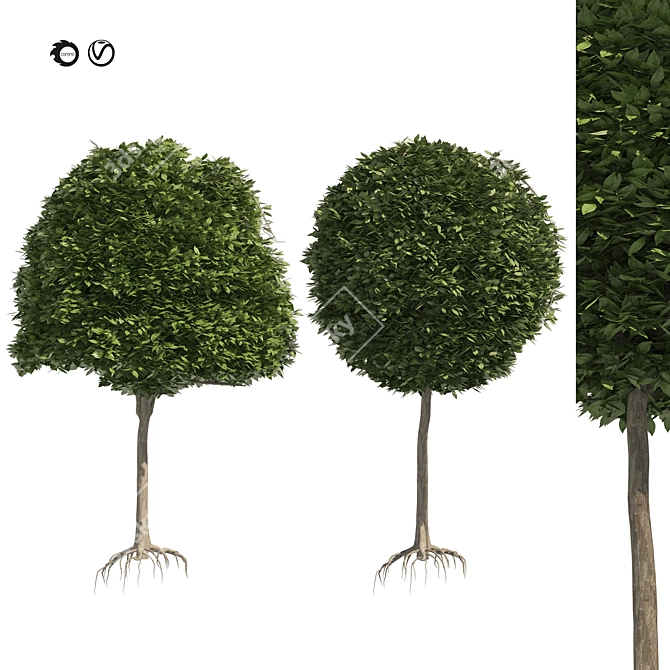 Detailed Black Gum Tree Model 3D model image 1