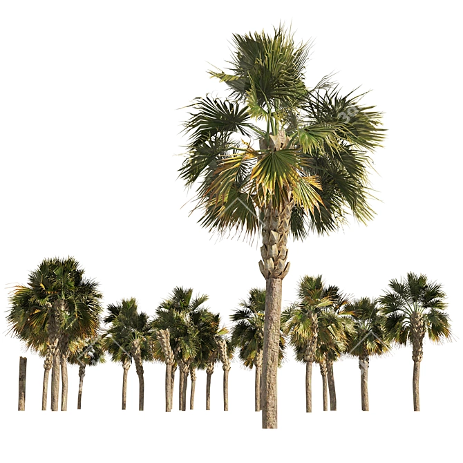 Low Poly Palmetto Trees Cluster 3D model image 2