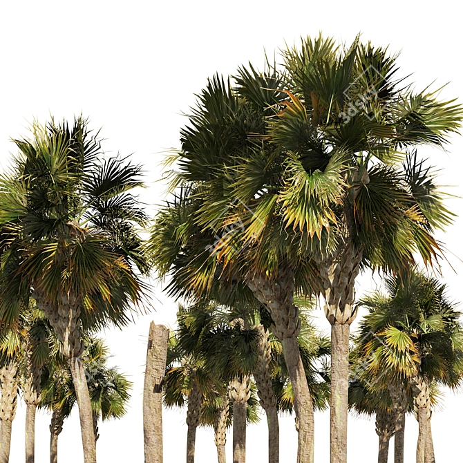 Low Poly Palmetto Trees Cluster 3D model image 3