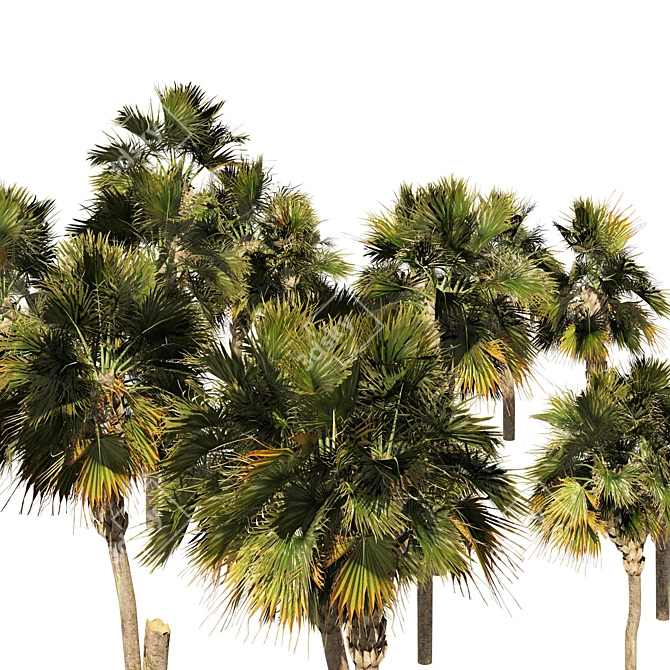 Low Poly Palmetto Trees Cluster 3D model image 4