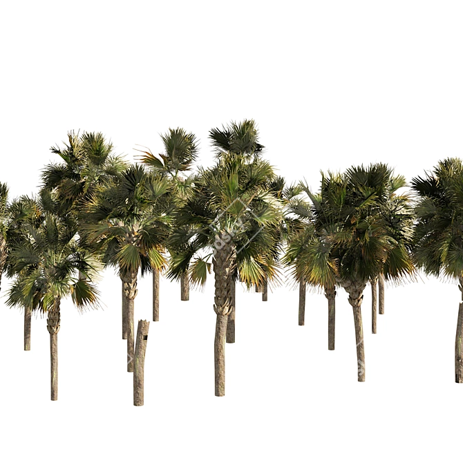 Low Poly Palmetto Trees Cluster 3D model image 5