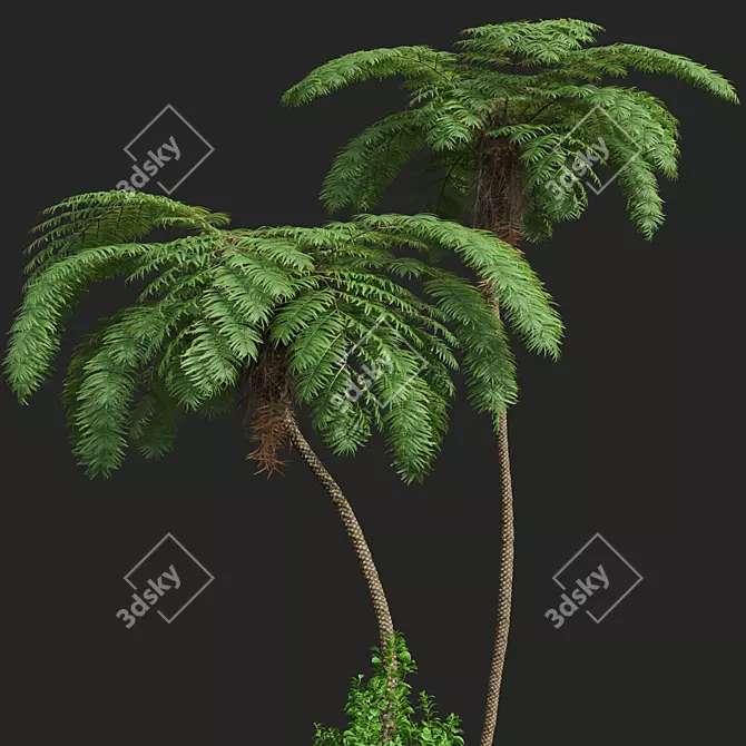 Ancient Tree Fern 3D Model 3D model image 2