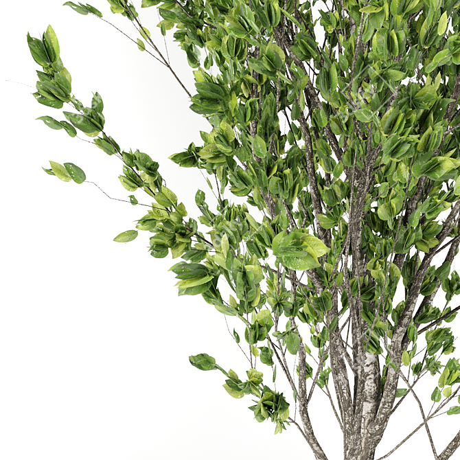 Plantain Tree 3D Model Collection 3D model image 2