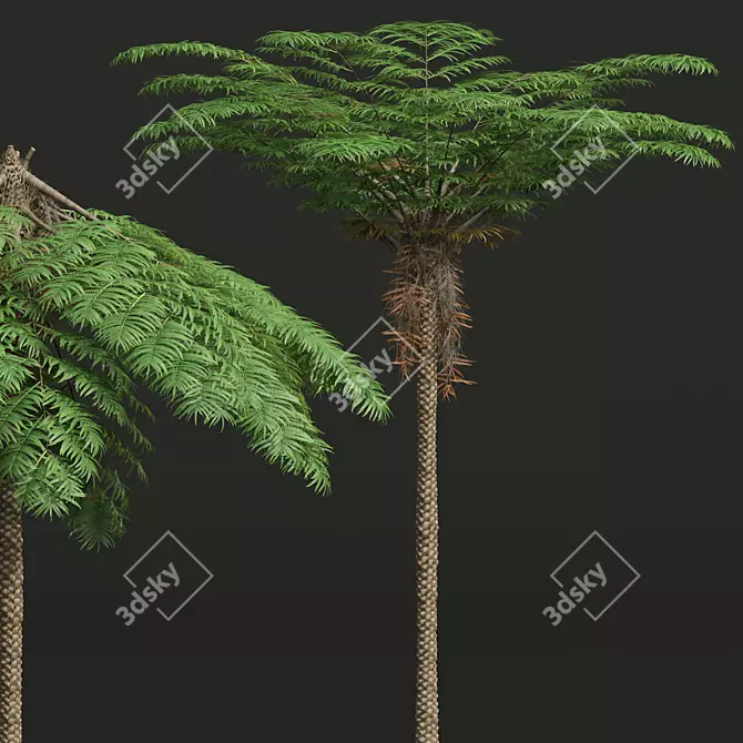 Mountain Fern Tree 3D Model 3D model image 2