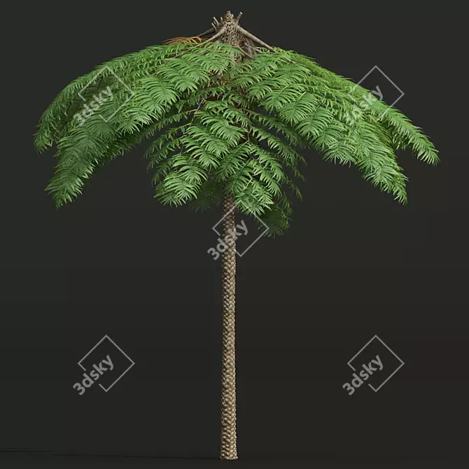 Mountain Fern Tree 3D Model 3D model image 3