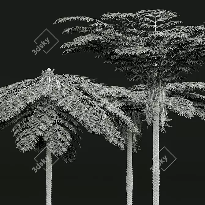 Mountain Fern Tree 3D Model 3D model image 5