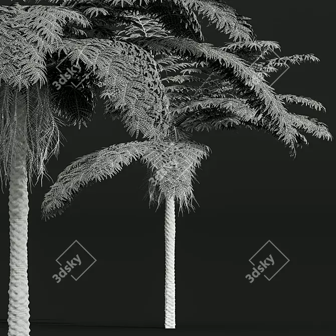 Sphaeropteris Lepifera 3D Fern Models 3D model image 4