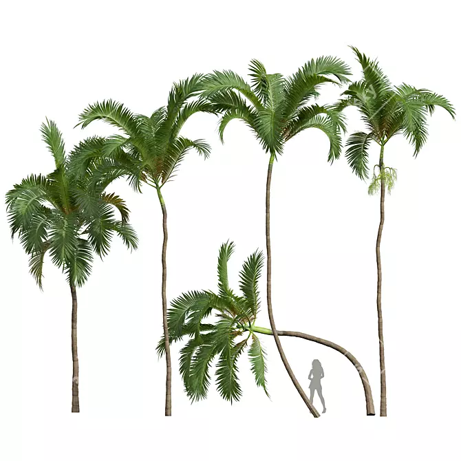 Exquisite Areca Catechu Palm Art 3D model image 1