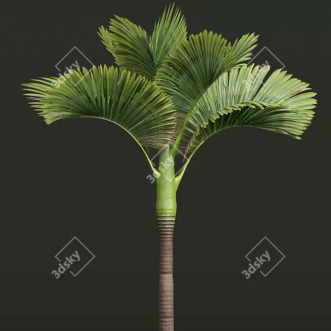Exquisite Areca Catechu Palm Ensemble 3D model image 4