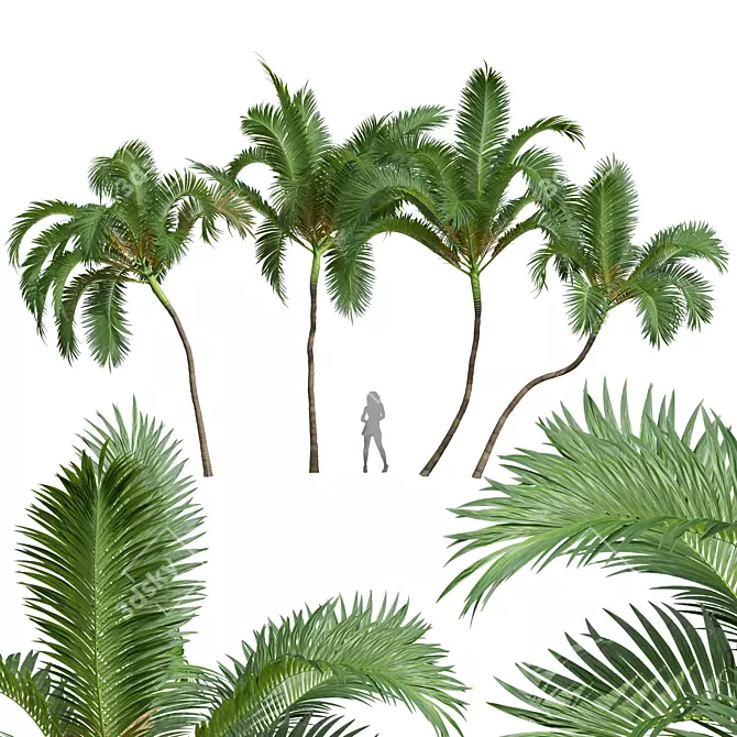 Exquisite Areca Catechu Palm Tree 3D model image 1