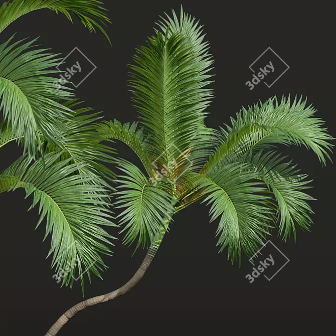 Exquisite Areca Catechu Palm Tree 3D model image 3