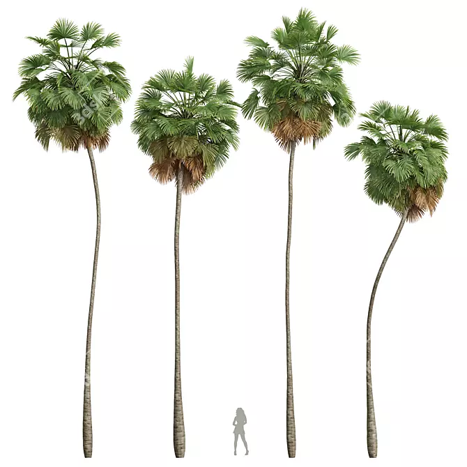 Exotic Borassus Flabellifer 3D Models 3D model image 1