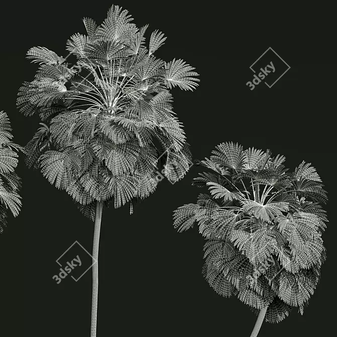 Exotic Borassus Flabellifer 3D Models 3D model image 5