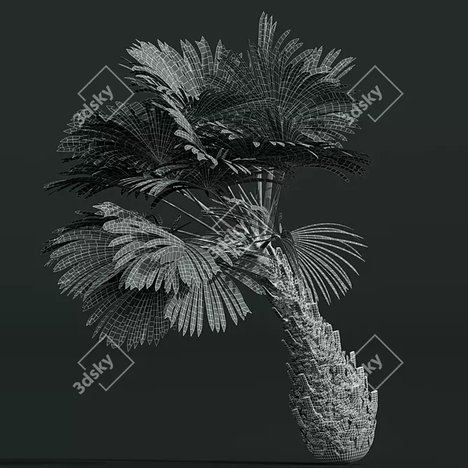 Exotic Borassus Flabellifer Garden Plant 3D model image 5