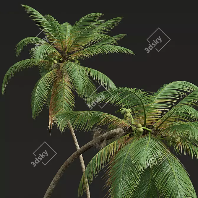 Detailed Cocos Nucifera 3D Models 3D model image 2