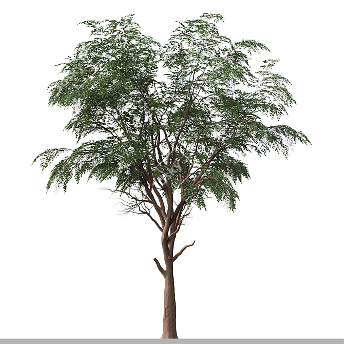 Sophora Japonica Tree Set 3D model image 1