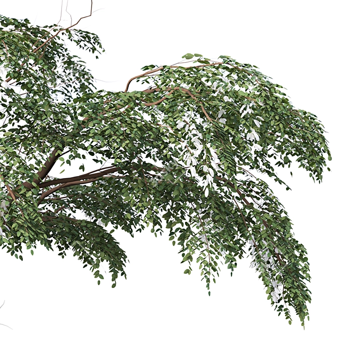 Sophora Japonica Tree Set 3D model image 3