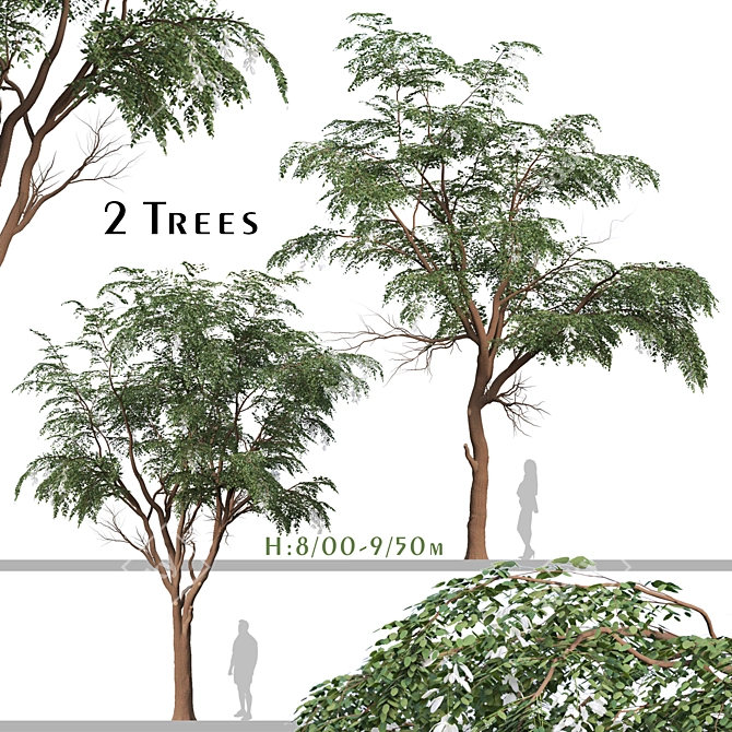 Sophora Japonica Tree Set 3D model image 5