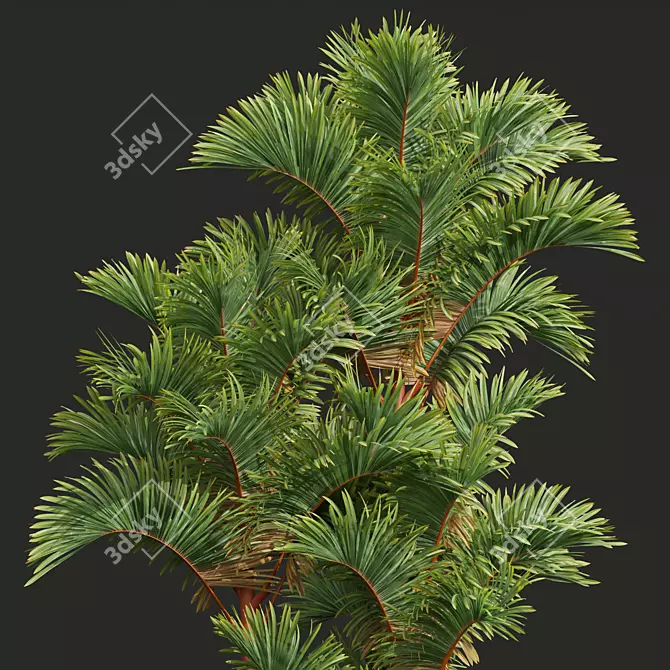 Exquisite Cyrtostachys Renda Palm Model 3D model image 1