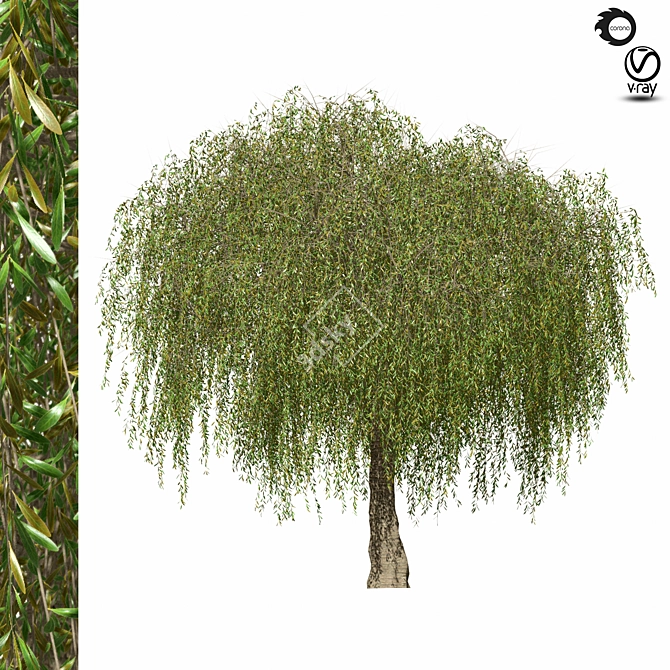 Giant Tree Model - 1150cm 3D model image 4