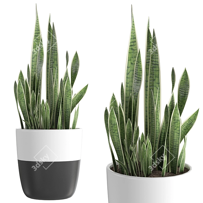 Sansevieria 3D Model | Modern Botanical 3D model image 1