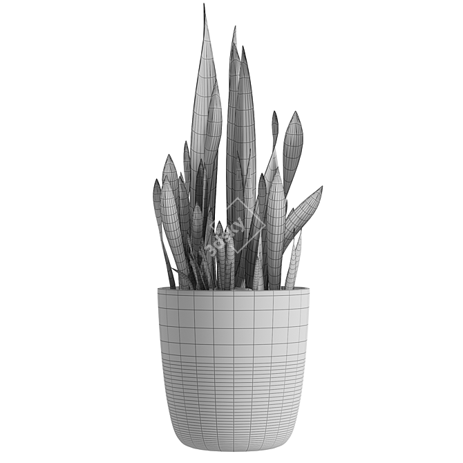 Sansevieria 3D Model | Modern Botanical 3D model image 2