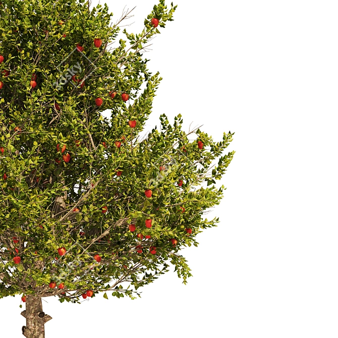 3D Apple Tree Models Set 3D model image 3