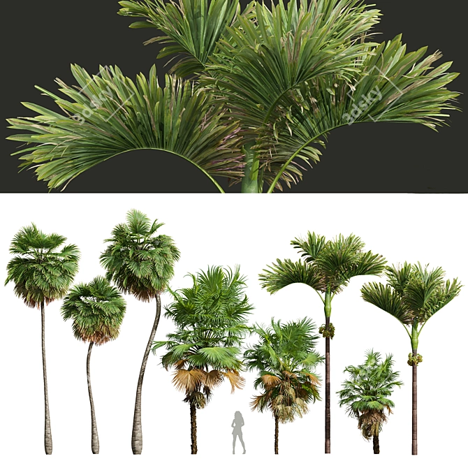 Exotic Garden Fruit 3D Models 3D model image 1