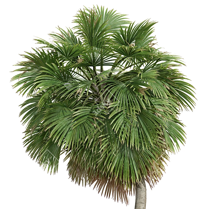 Exotic Garden Fruit 3D Models 3D model image 3