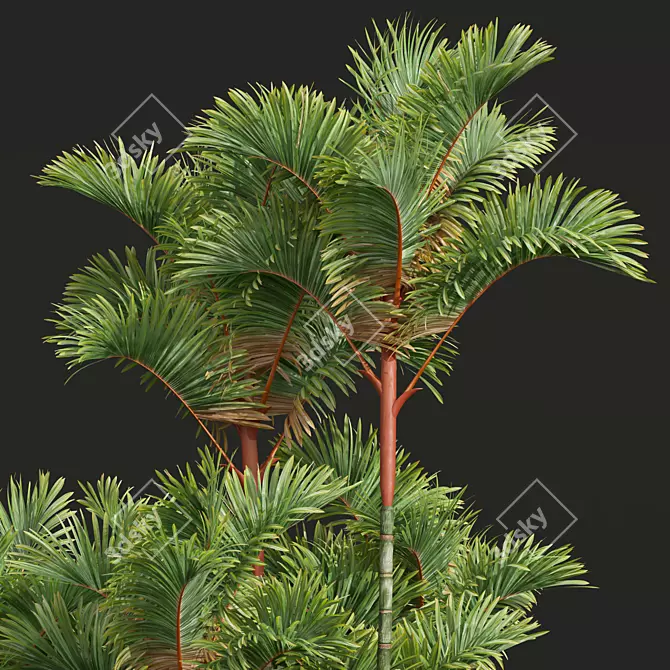 Lipstick Palm 3D Plant Model 3D model image 2
