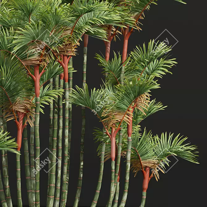 Lipstick Palm 3D Plant Model 3D model image 3