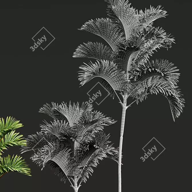 Lipstick Palm 3D Plant Model 3D model image 5