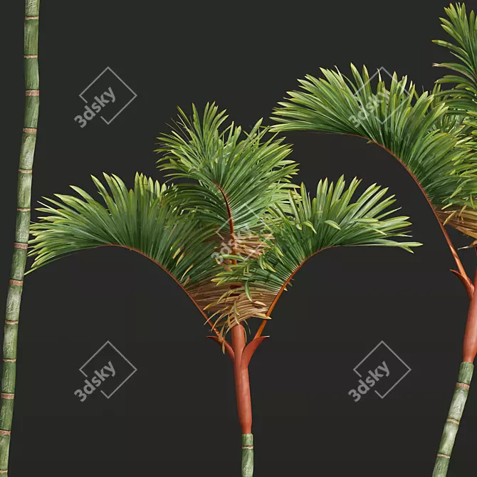 Lipstick Palm 3D Plant Model 3D model image 4
